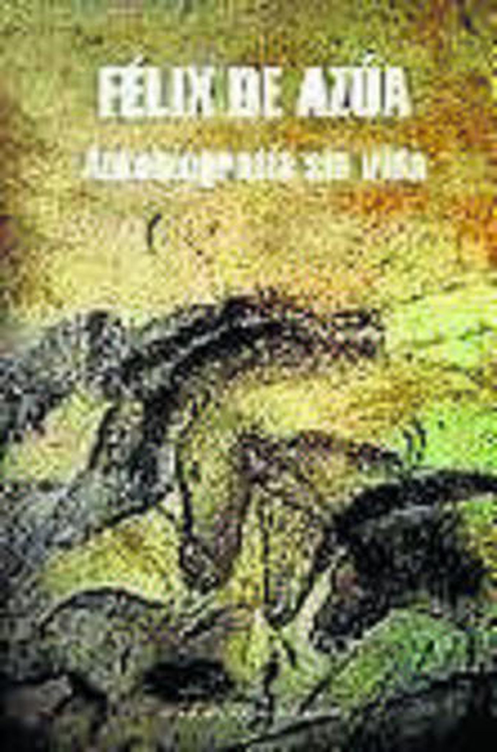 Los famosos caballos de la cueva de Chauvet, pintados hace 30.000 años.