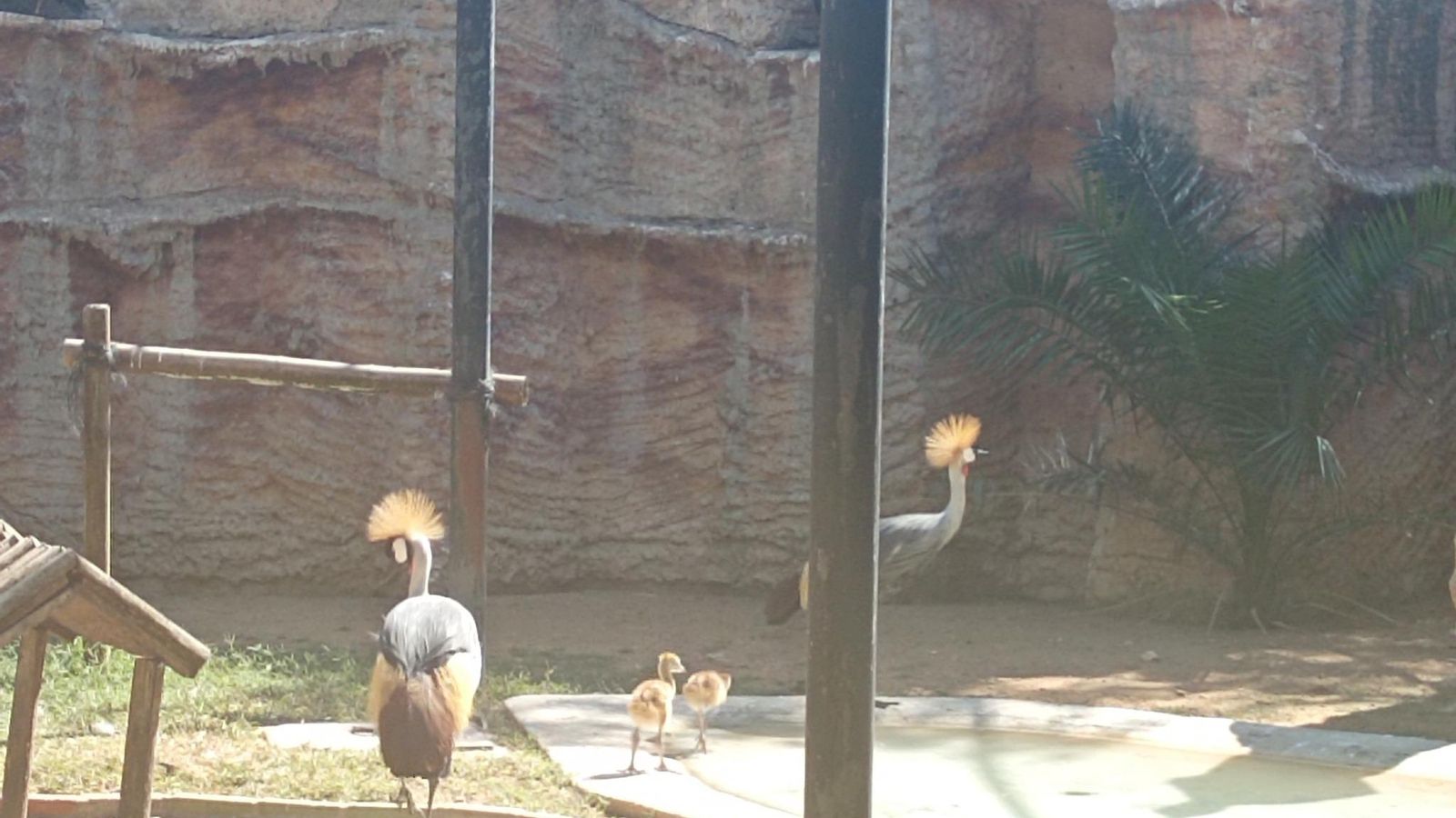 Pollos nuevos de grullas coronadas en el Zoo de Jerez.