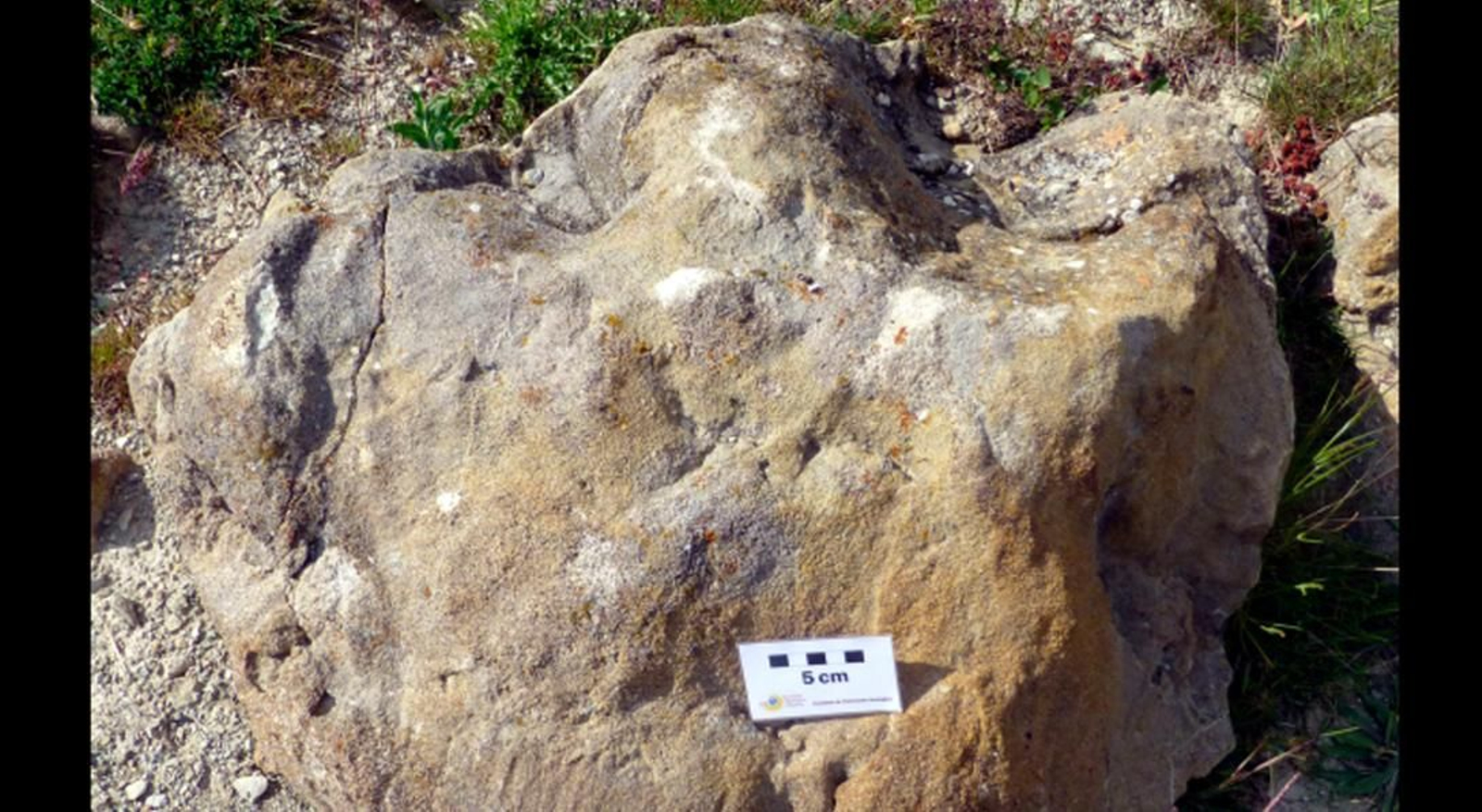 La huella petrificada