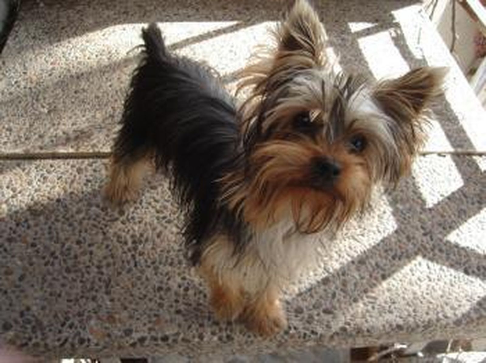 Absuelta una mujer que enfrentaba 9 años de cárcel acusada de estafa al vender un perro que murió