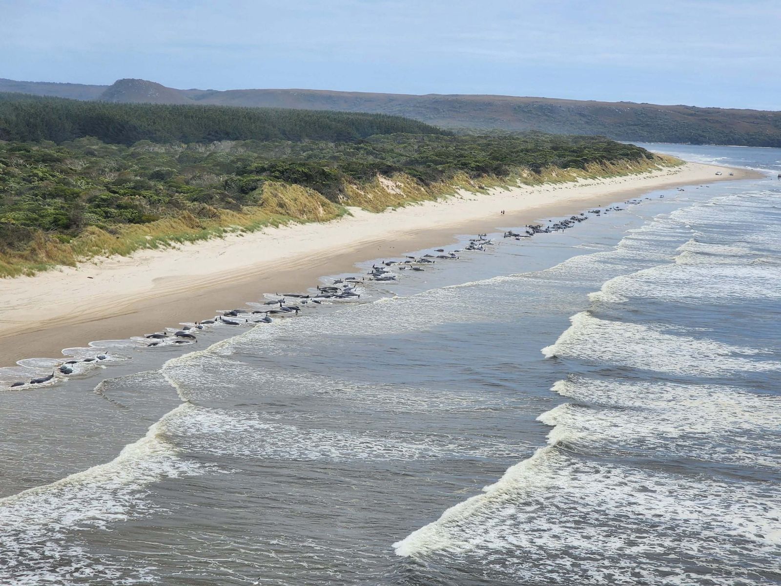 Vista aérea de unas 230 ballenas varadas en una remota playa de la bahía de Macquarie.