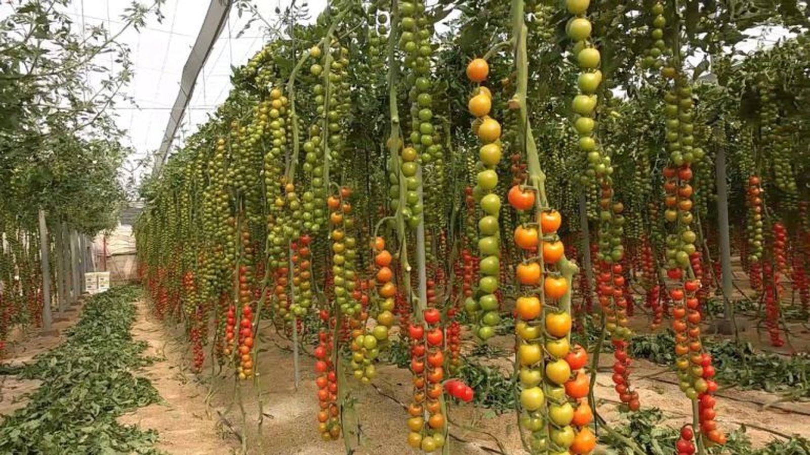 Cultivos más rentables y sostenibles con NHDelta de Ecoculture Biosciences