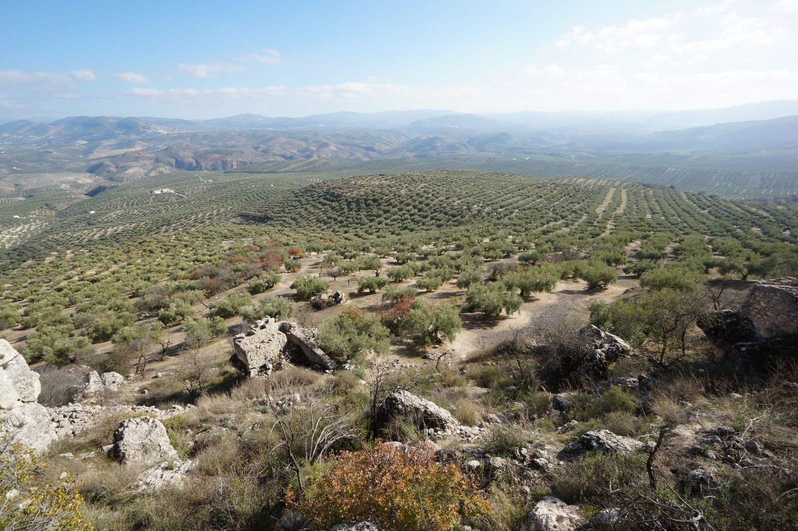 Paisaje de olivar en la Subbética cordobesa.