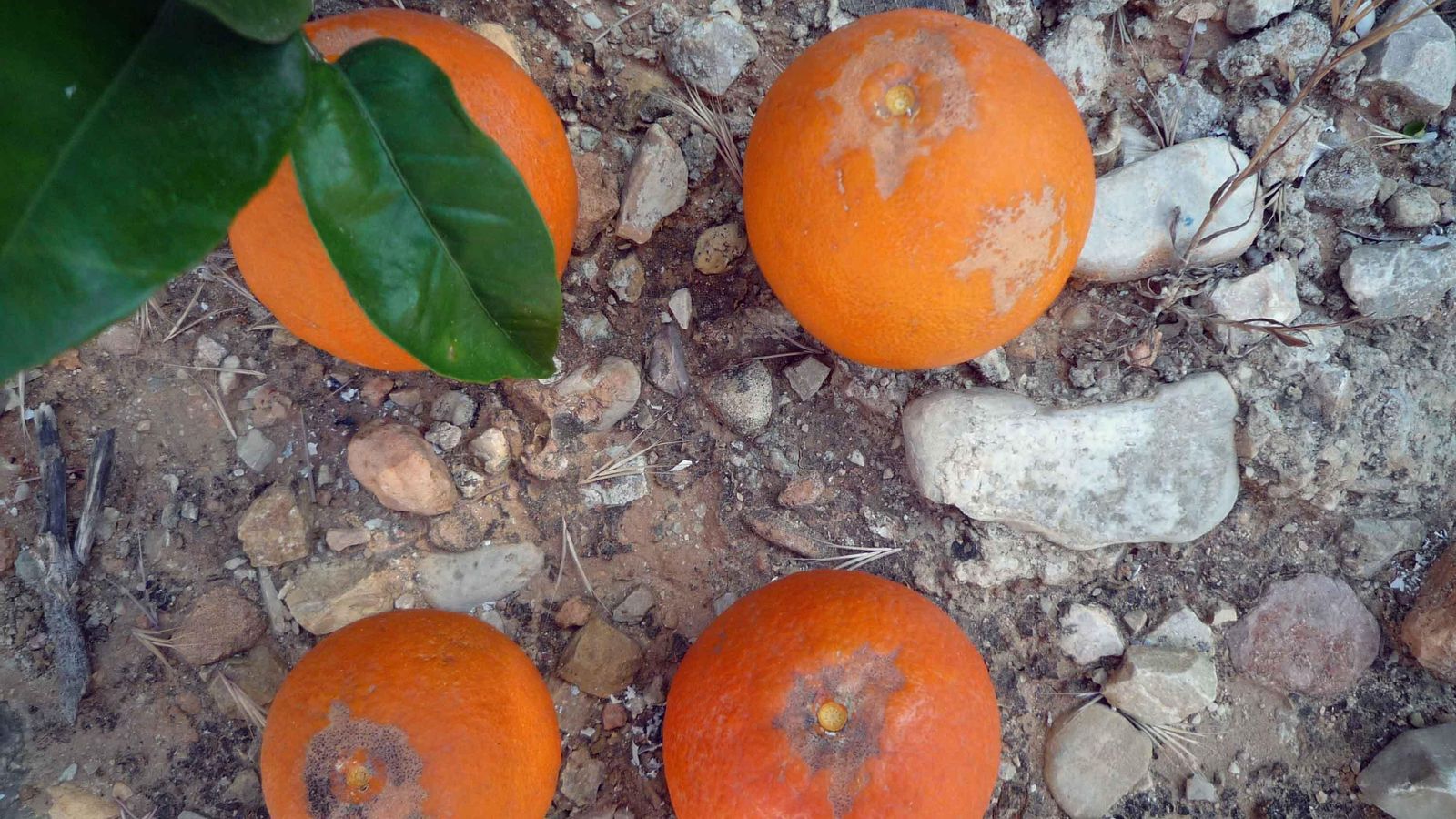 La cicatriz que ocasiona el insecto alrededor del pedúnculo de los cítricos los deja sin valor comercial