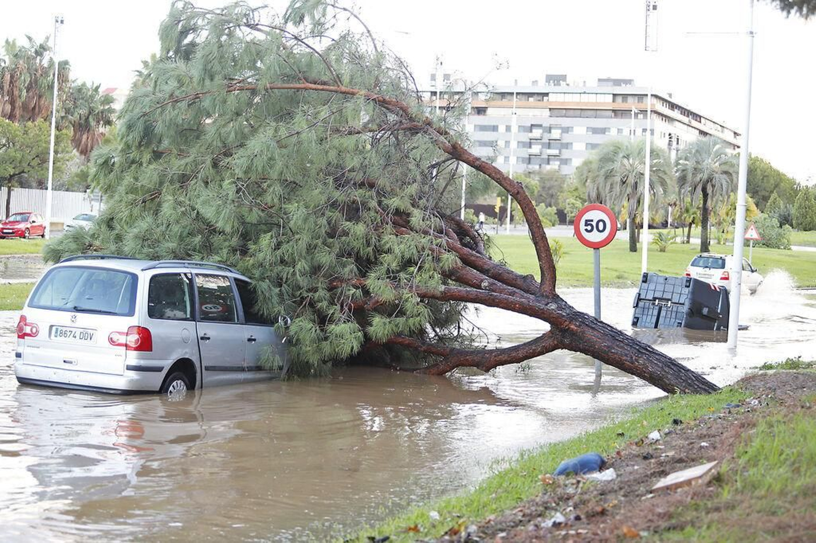 Numerosos árboles han caído en la provincia.