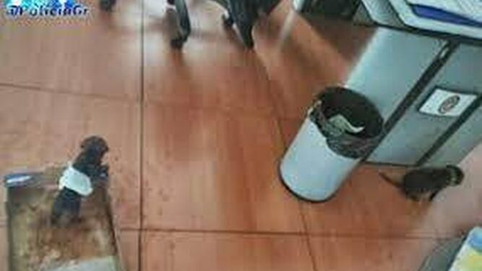 Los cachorros que encontraron en una bolsa de plástico deshidratados se recuperan en una casa de acogida