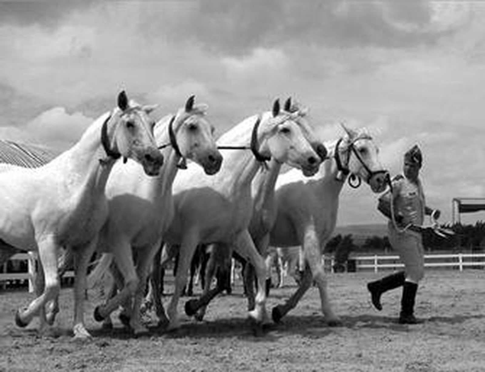 Una 'cobra' de yeguas durante una exhibición de la Yeguada Militar en Villamartín.