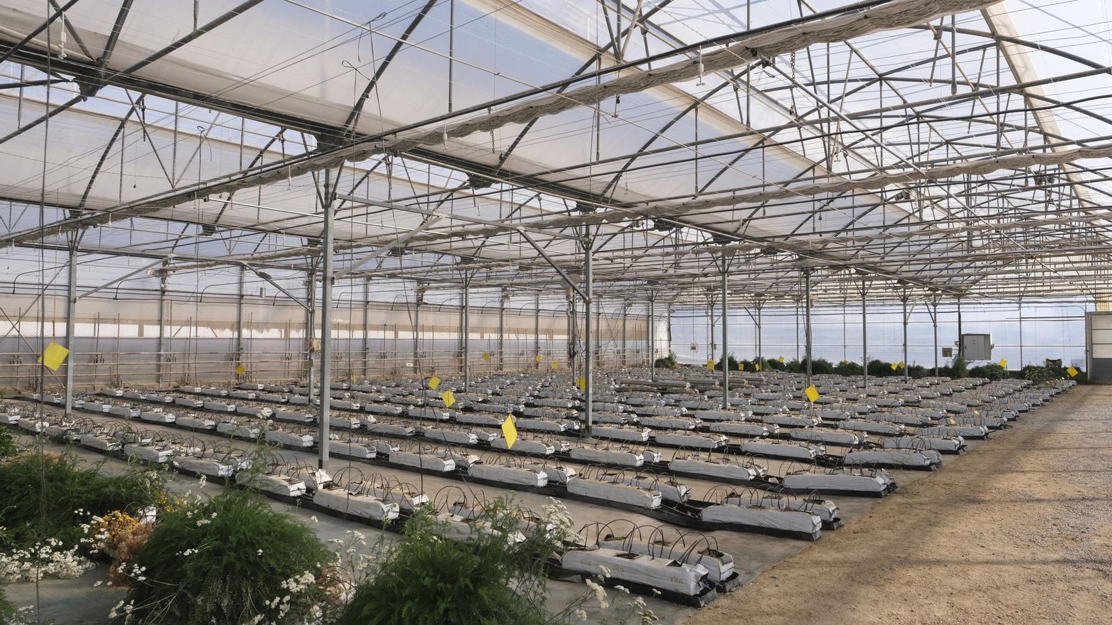 Invernadero con distintos ensayos en la Estación.