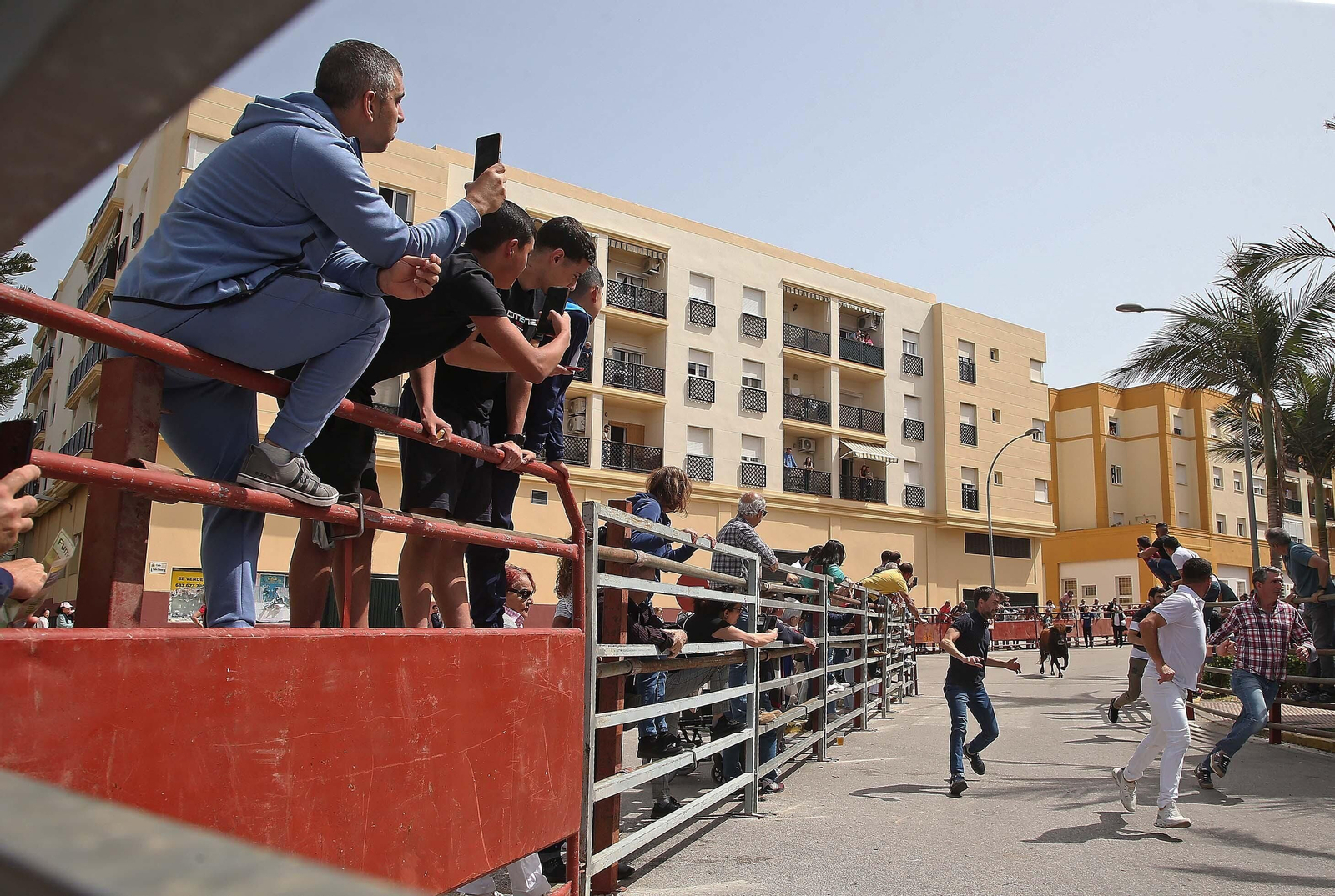 Fotos del Toro Embolao en Los Barrios