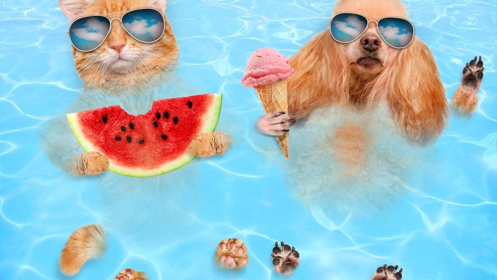 Las mascotas también hacen turismo.