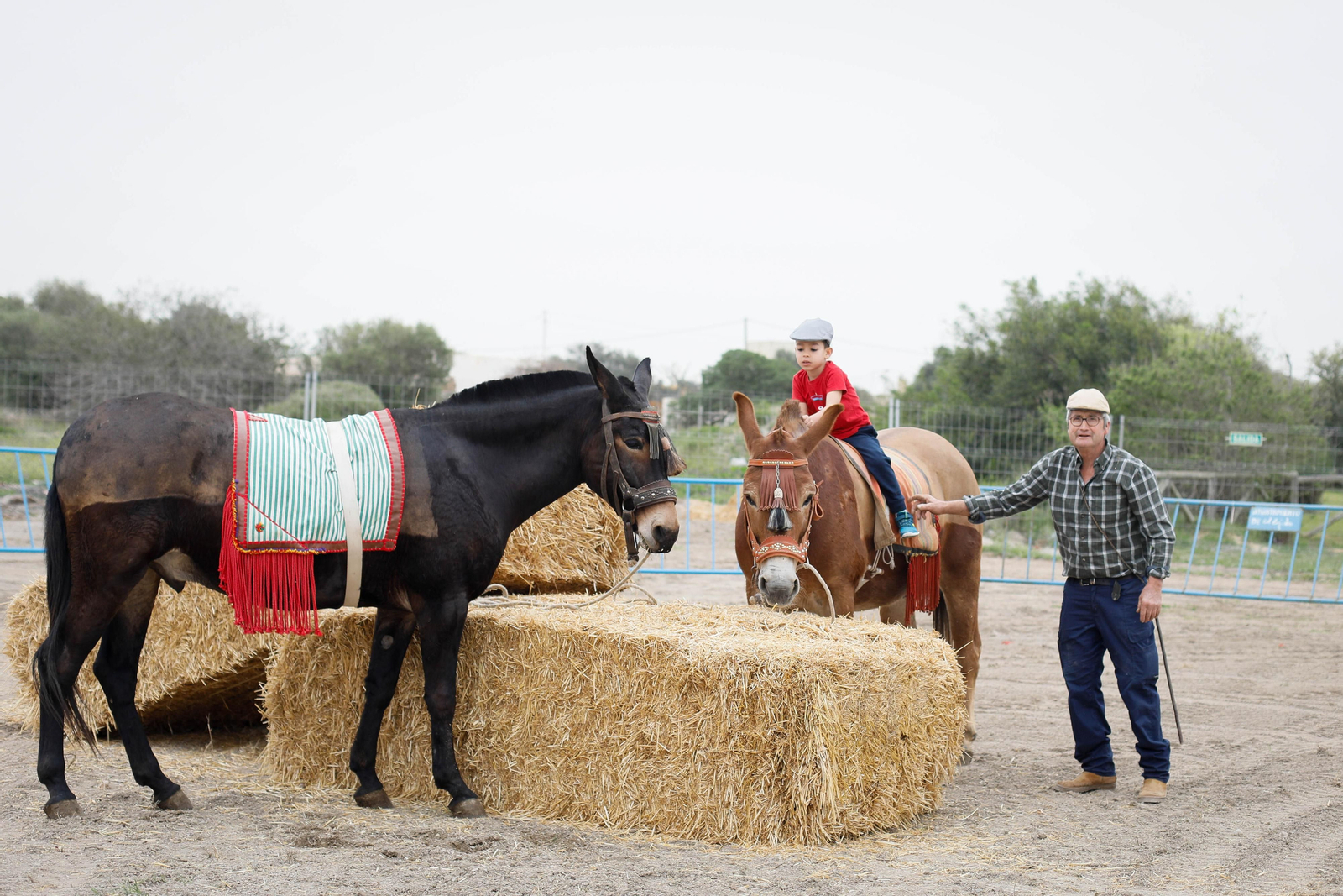 Feria del Ganado de Tarambana.