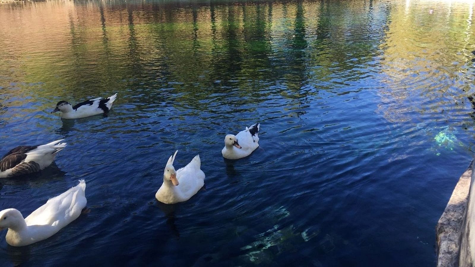 Ocas, patos y cisnes conviven en el nacimiento del río Arbuniel, una visita imprescindible si vas a este pequeño pueblo de Jaén.