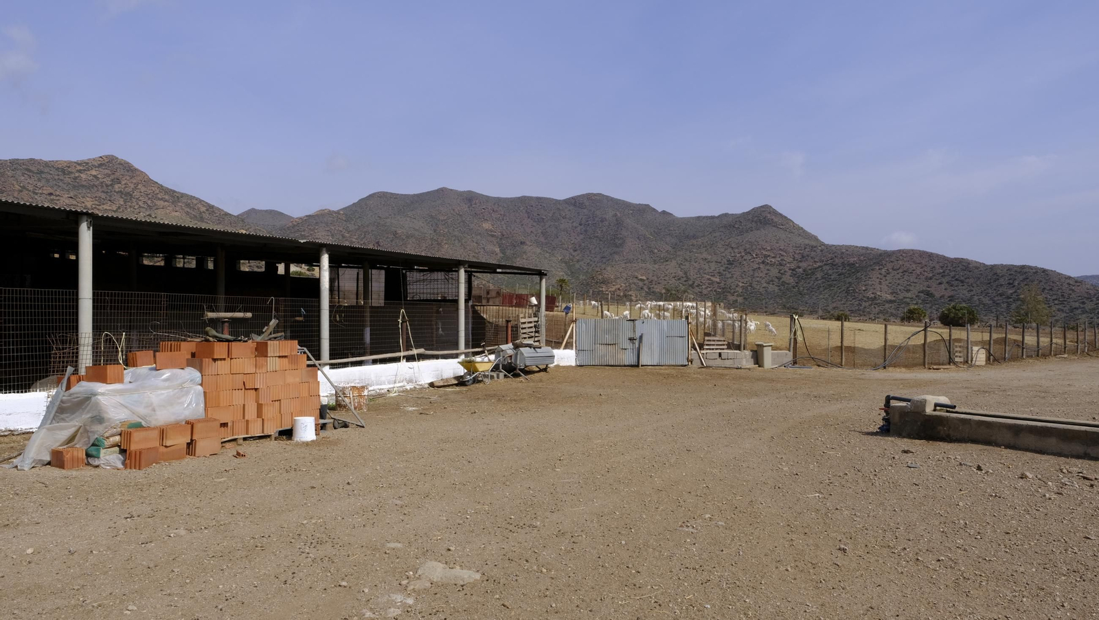 Recorrido por el cortijo El Romeral con 1200 cabras celtibéricas, en imágenes