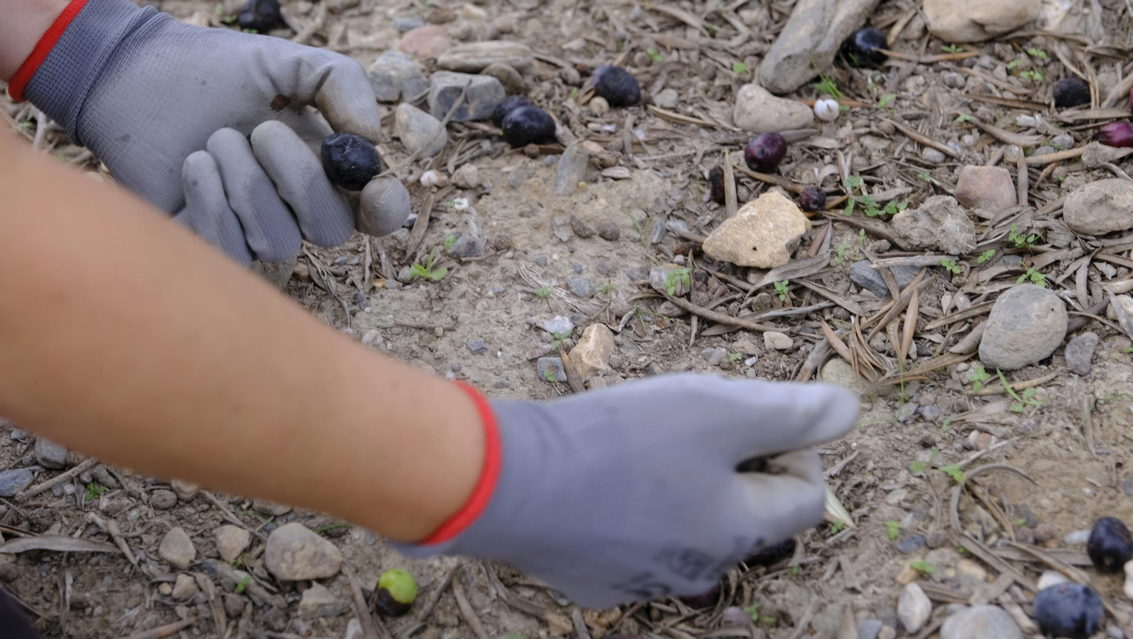 Época de recogida de aceitunas, en imágenes