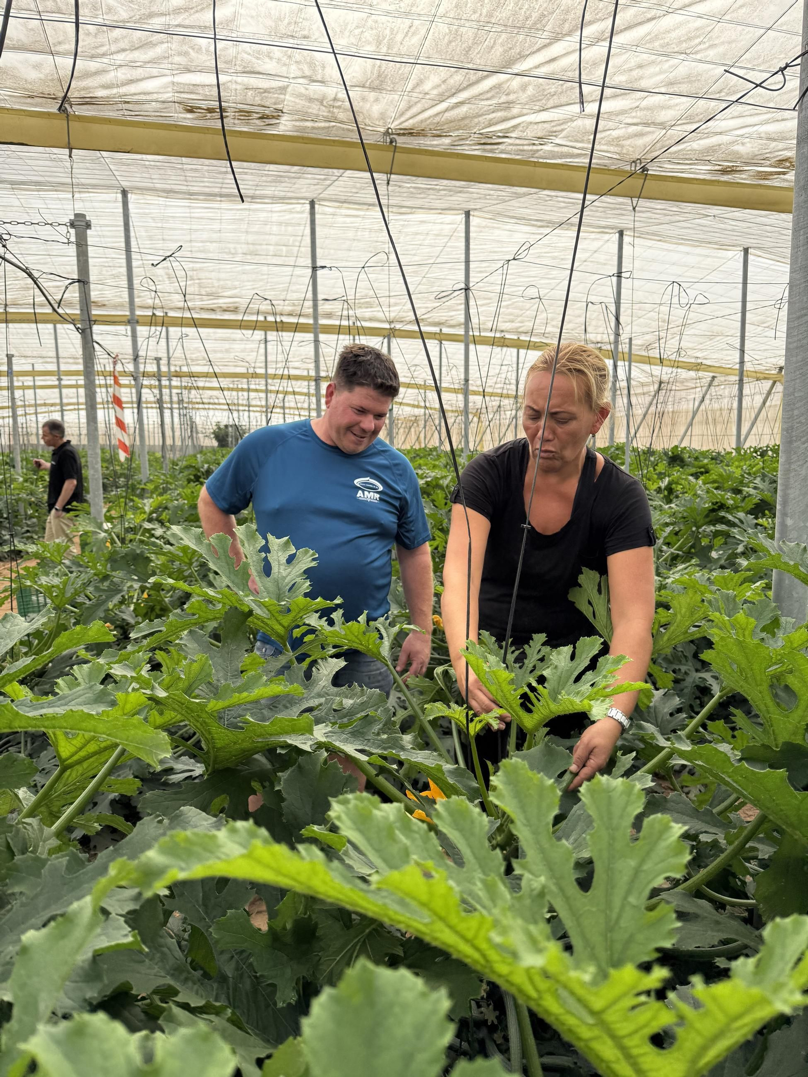 Demo del nuevo calabacín Kairoh.
