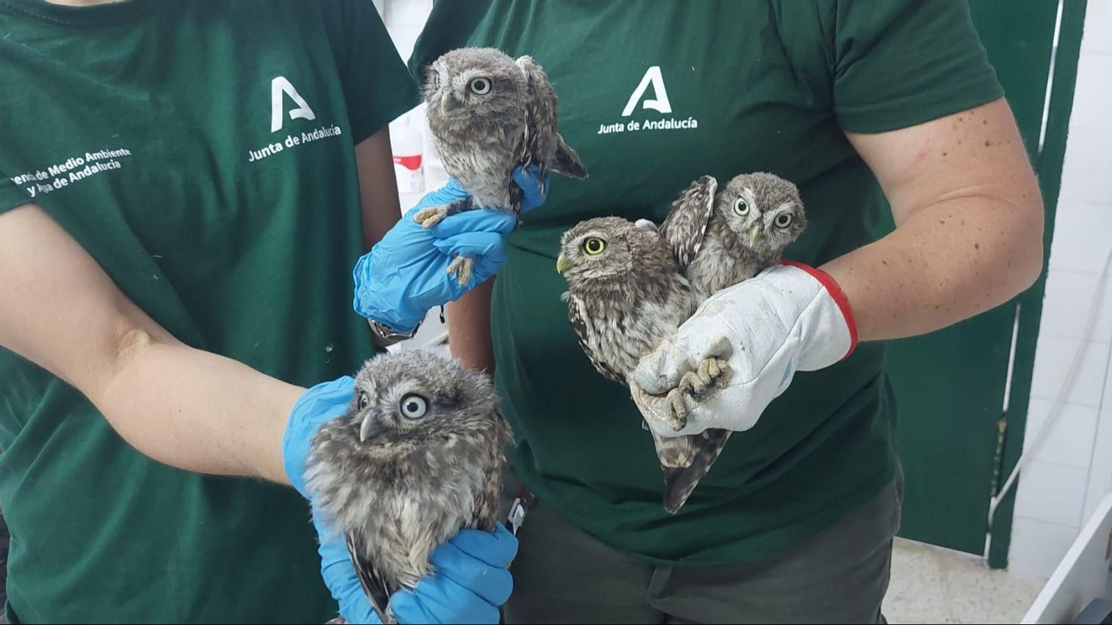 Ejemplares de mochuelo común.