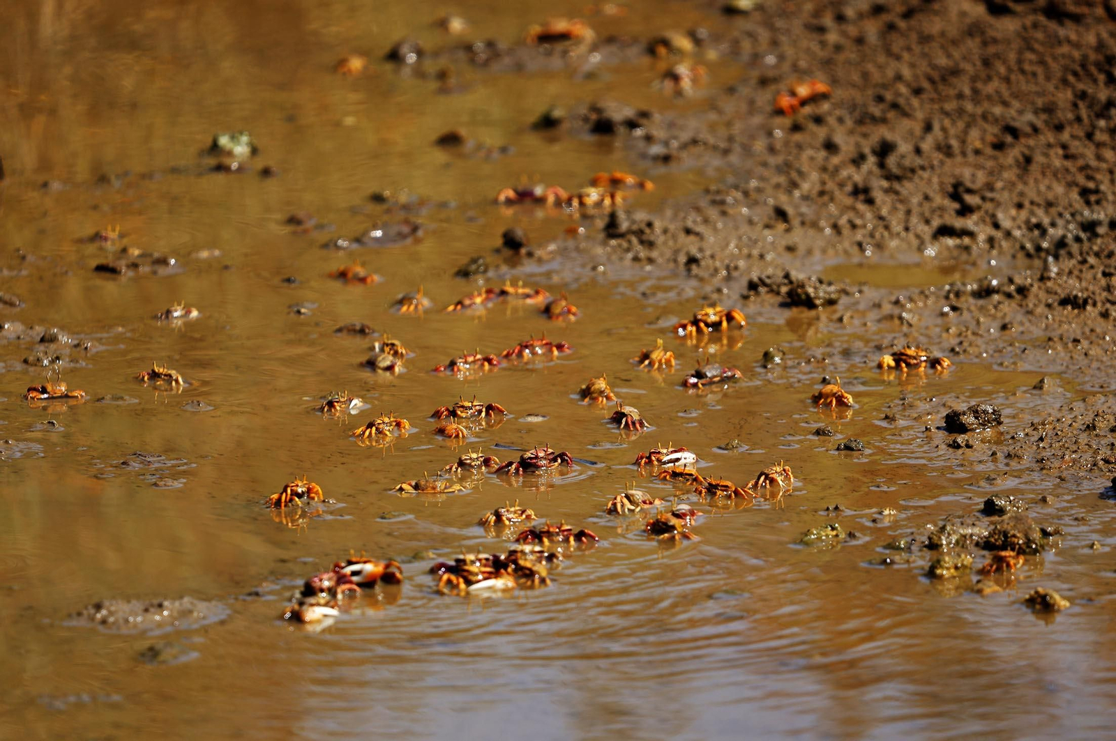 Imágenes de Marismas del Odiel, un Paraje Natural en la confluencia de las desembocaduras de los ríos Tinto y Odiel