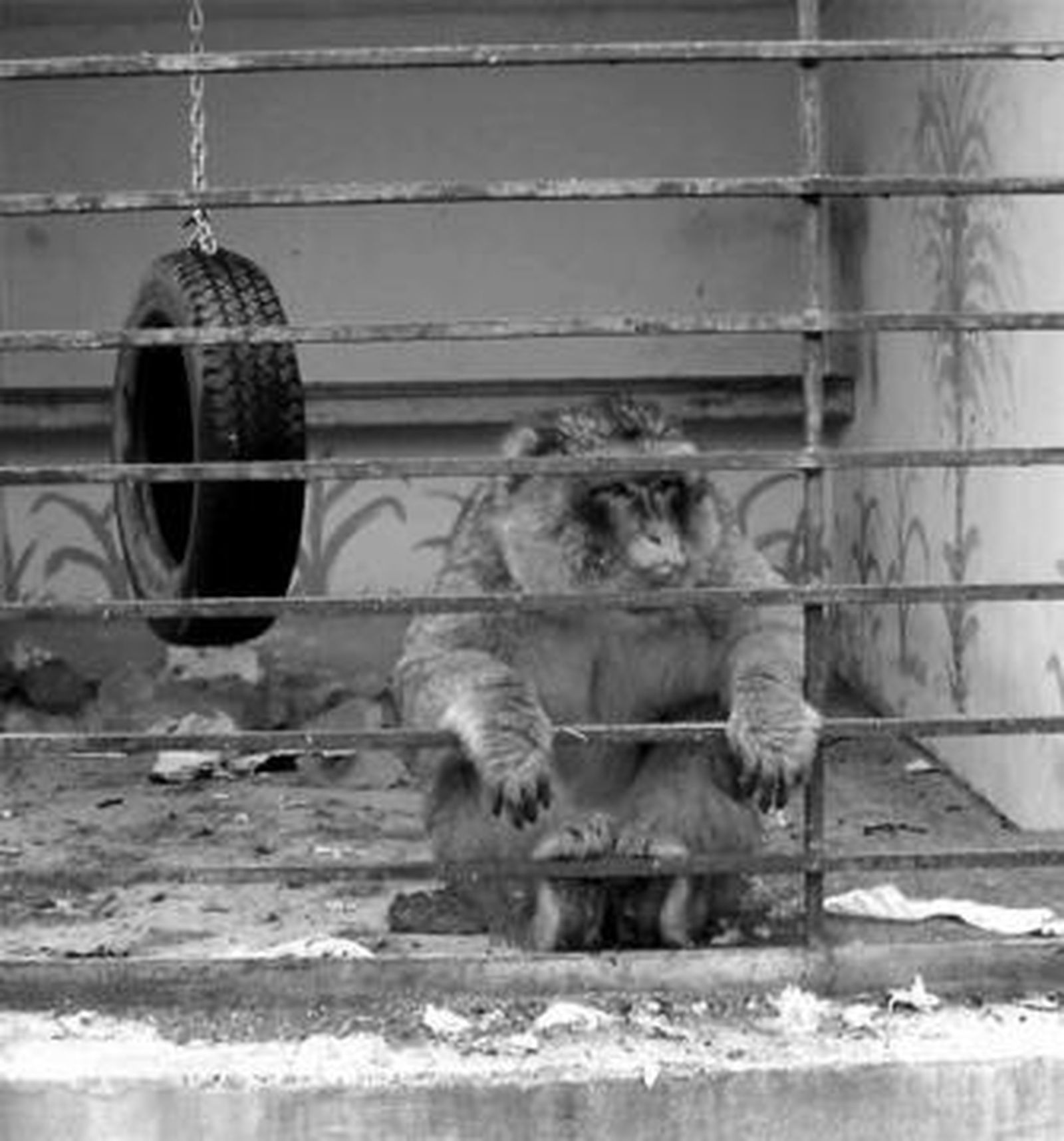 Uno de los monos que vive en la finca rural El Ratón.