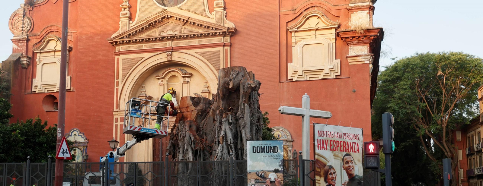 El ficus de Triana en plena tala del 7 de agosto.