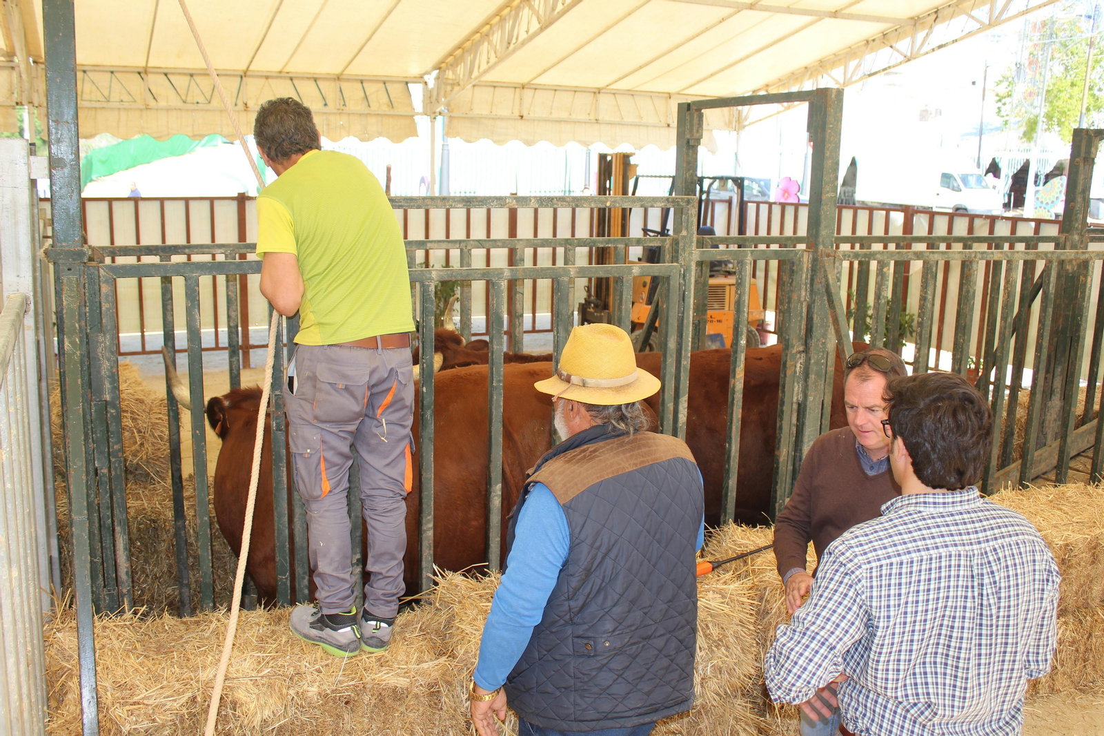 Jueves de feria de Vejer, en imágenes