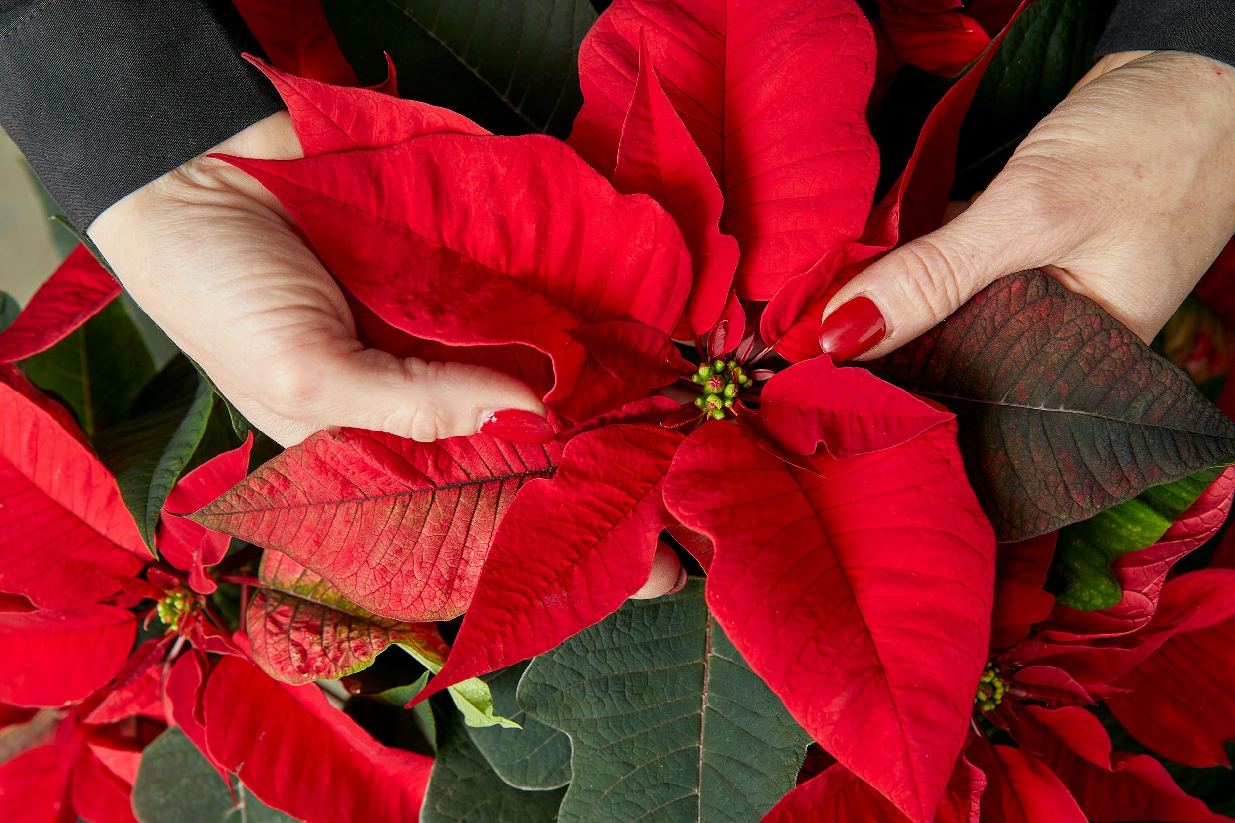 Alargar la vida de un pascuero más allá de Navidad: temperatura adecuada y cantidad de agua que nece ...