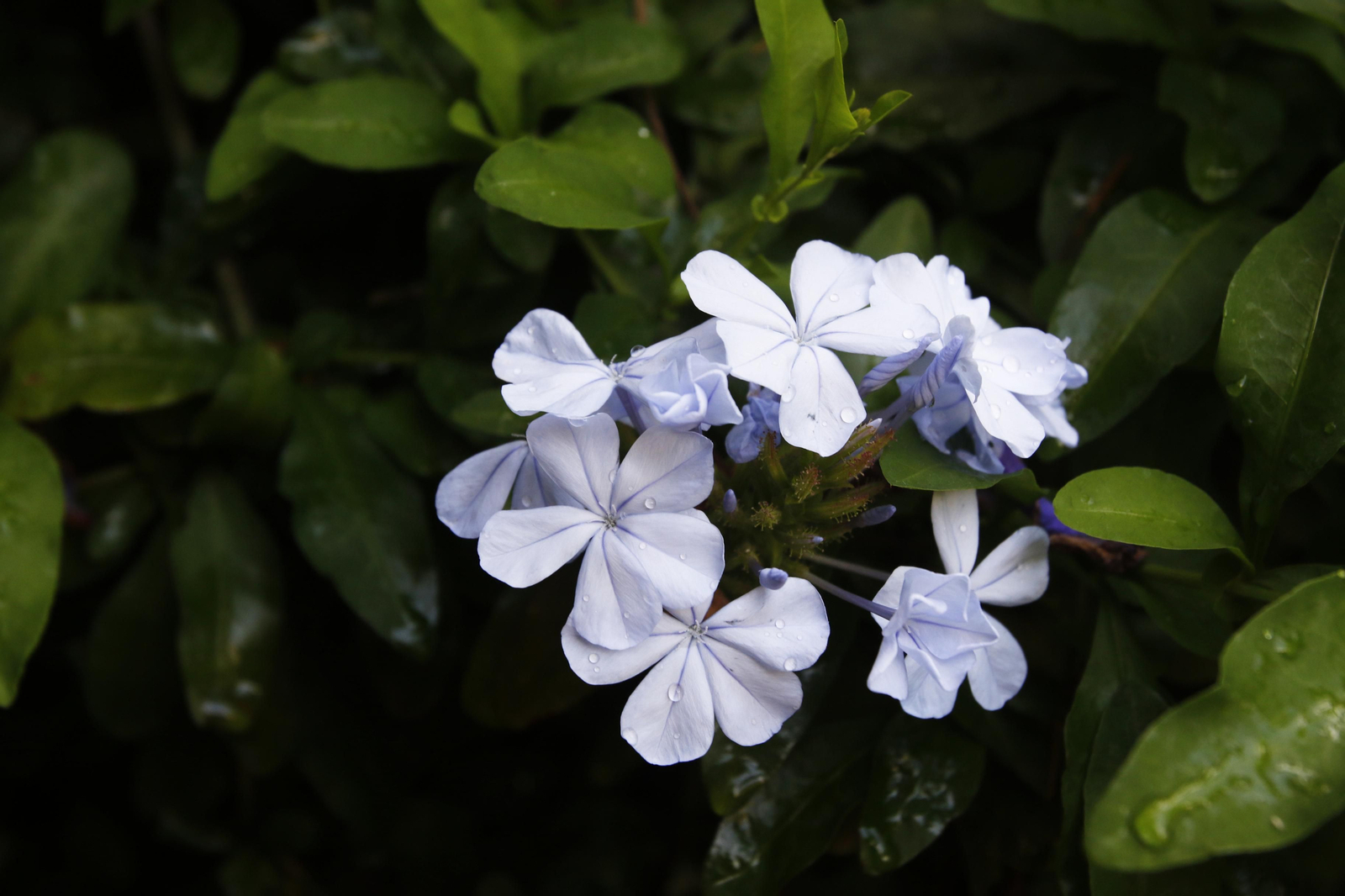 Los Patios de Córdoba en tiempos de crisis: Plaza de las Tazas, 11