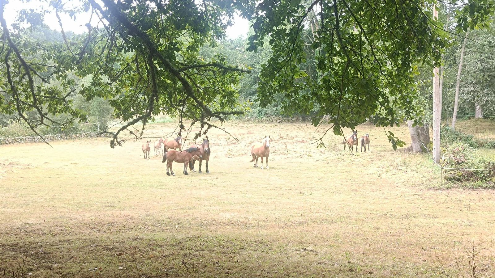 En esta zona ya empezamos a ver la cría de caballos. En Cantabria será más habitual.