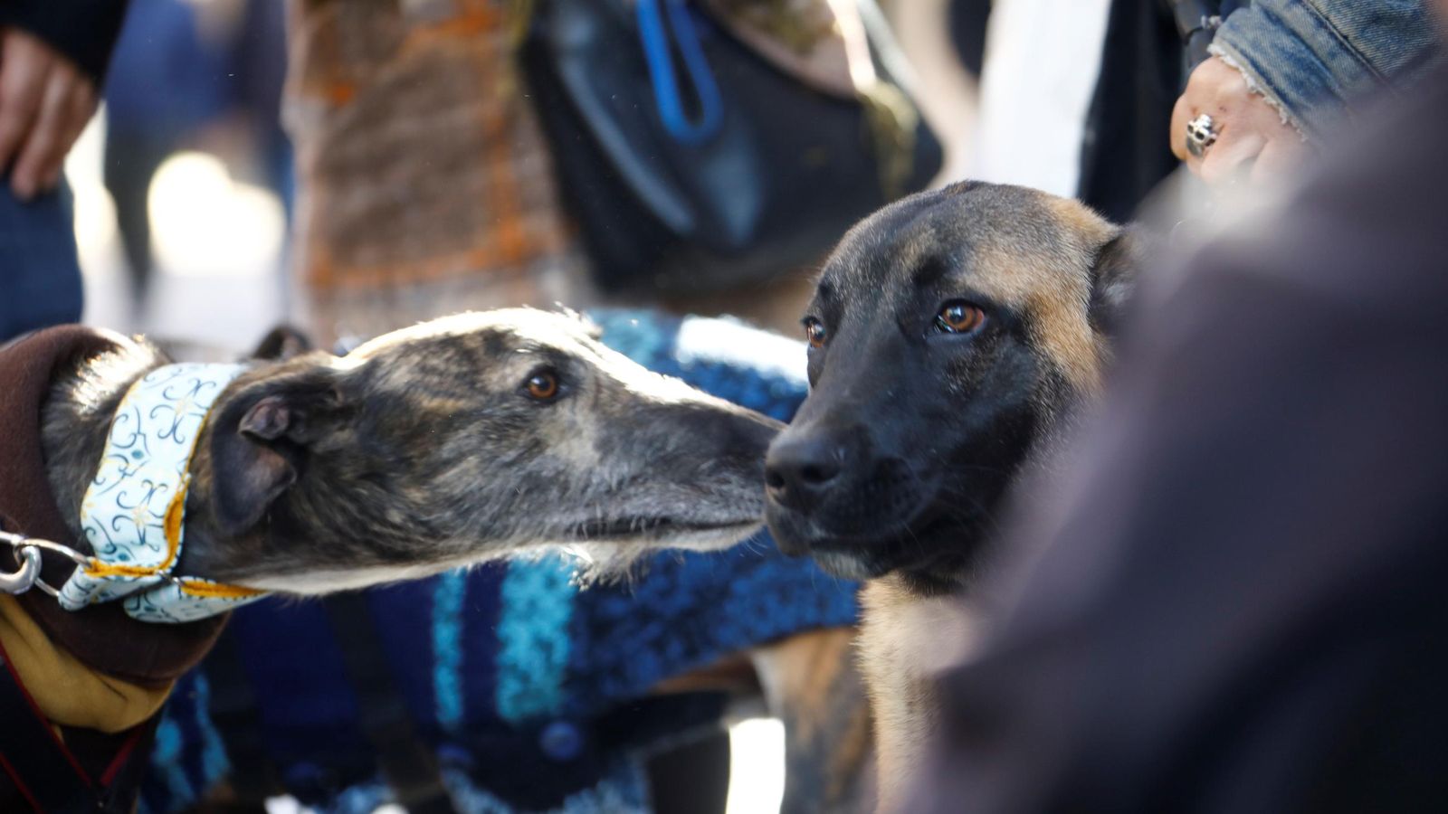 Unos perros se olisquean.