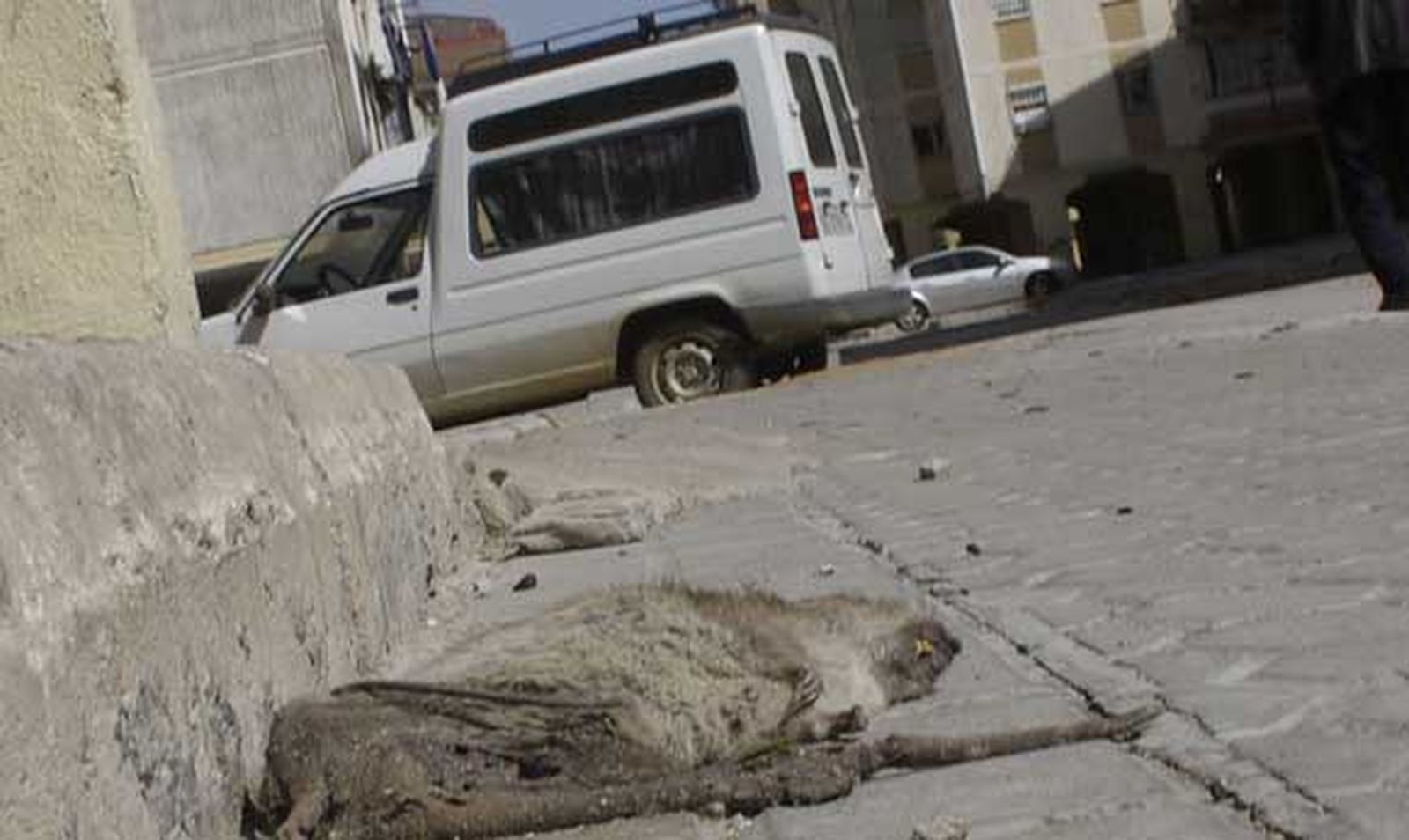 Asociaciones de vecinos y Facua estudian acciones ante "los problemas de ratas"