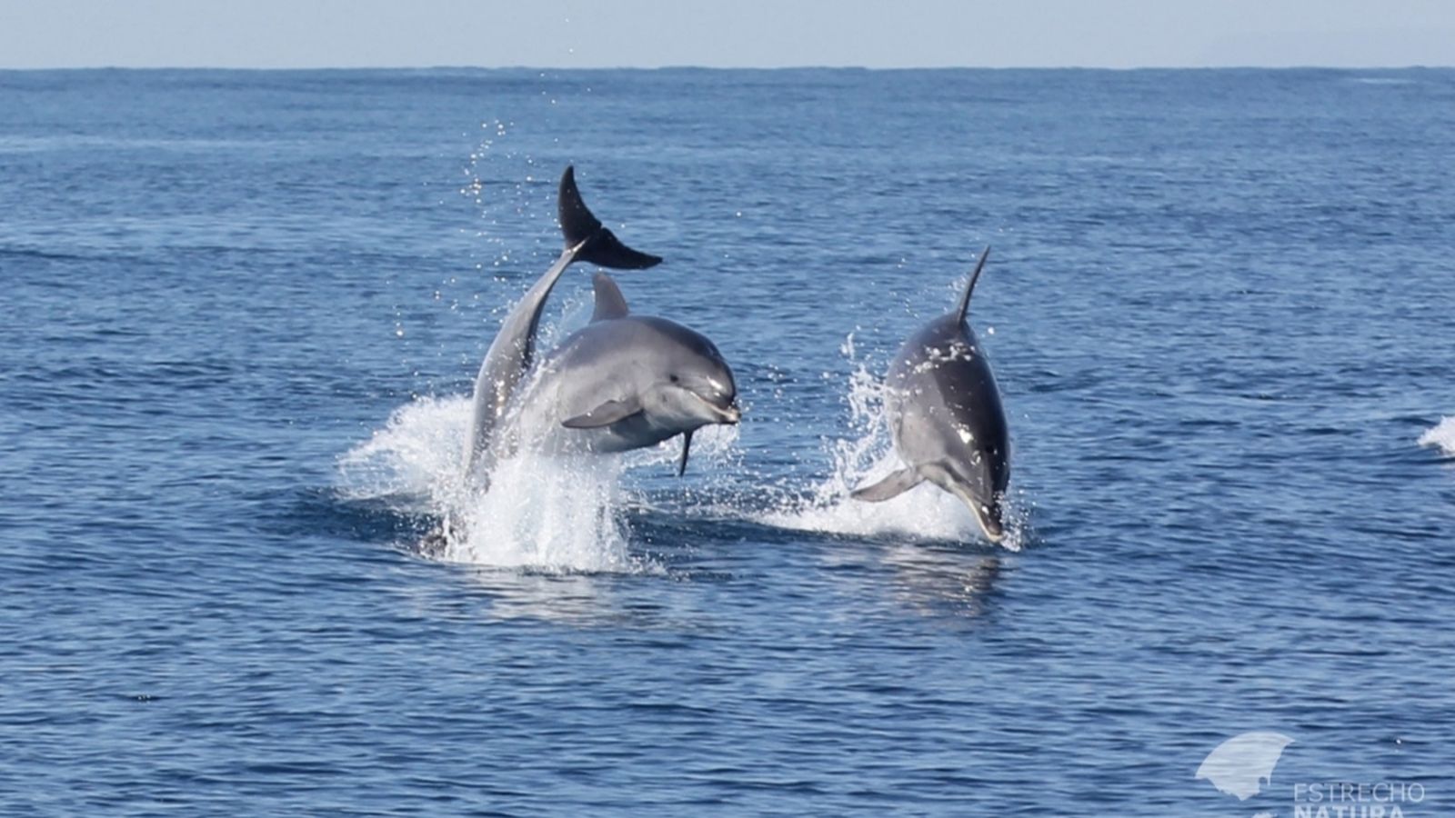 Se pueden ver delfines en el Estrecho de Gibraltar.