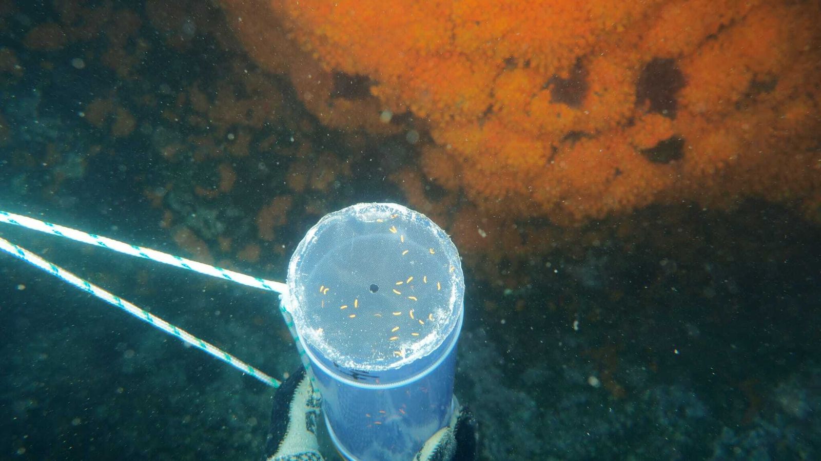 Recogida de larvas en la Punta de la Mona.