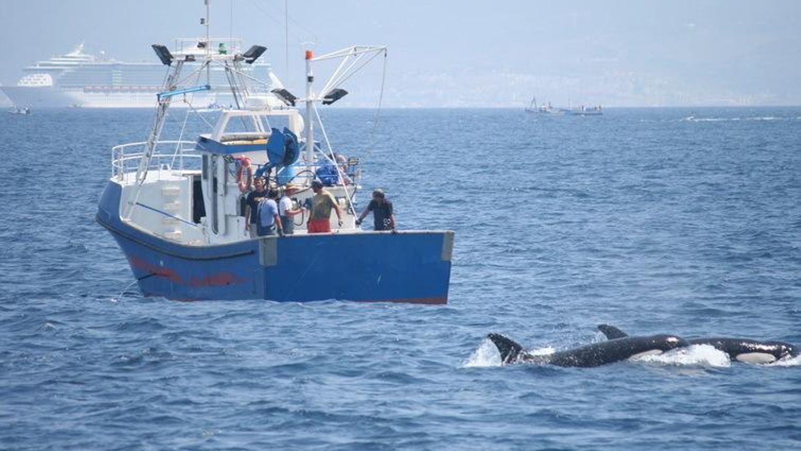 Varios ejemplares de orcas  en aguas del Estrecho de Gibraltar.