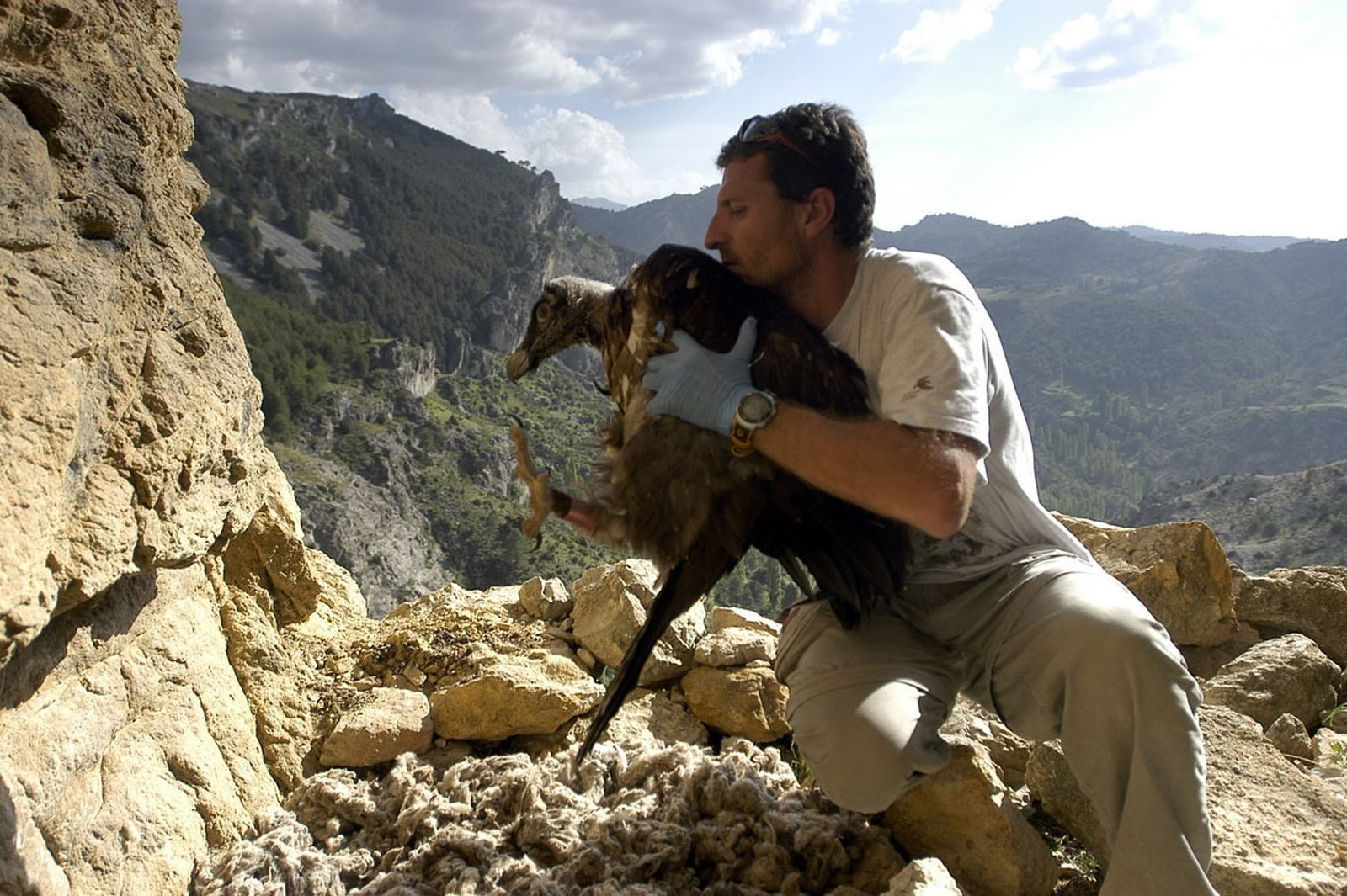 Un técnico de la Junta de Andalucía, con uno pollo de quebrantahuesos.
