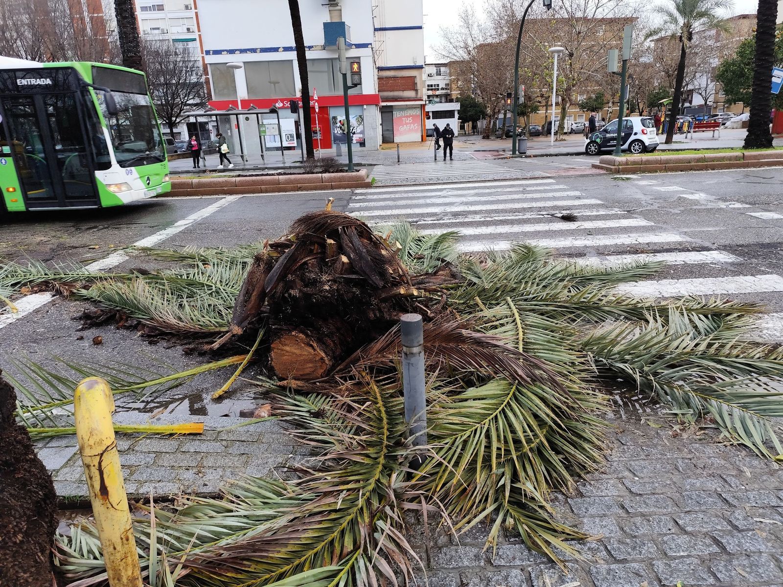 Las imágenes de los destrozos de la borrasca Kristin en Córdoba: árboles arrancados y desprendimientos de tejados y fachadas