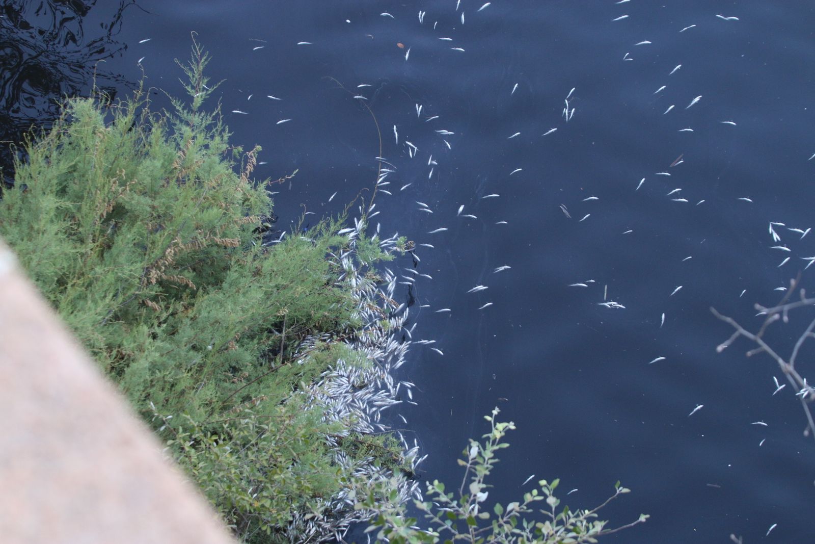 Peces muertos por el vertido.