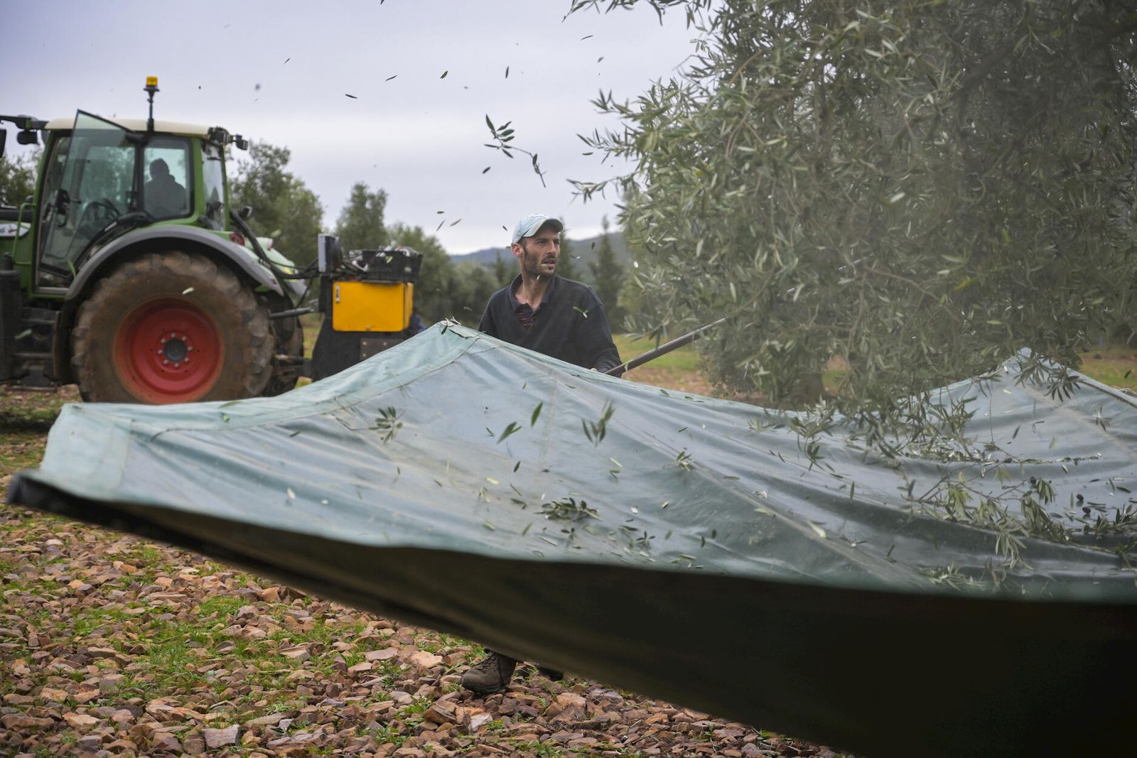 Trabajadores de la aceituna en una imagen de archivo