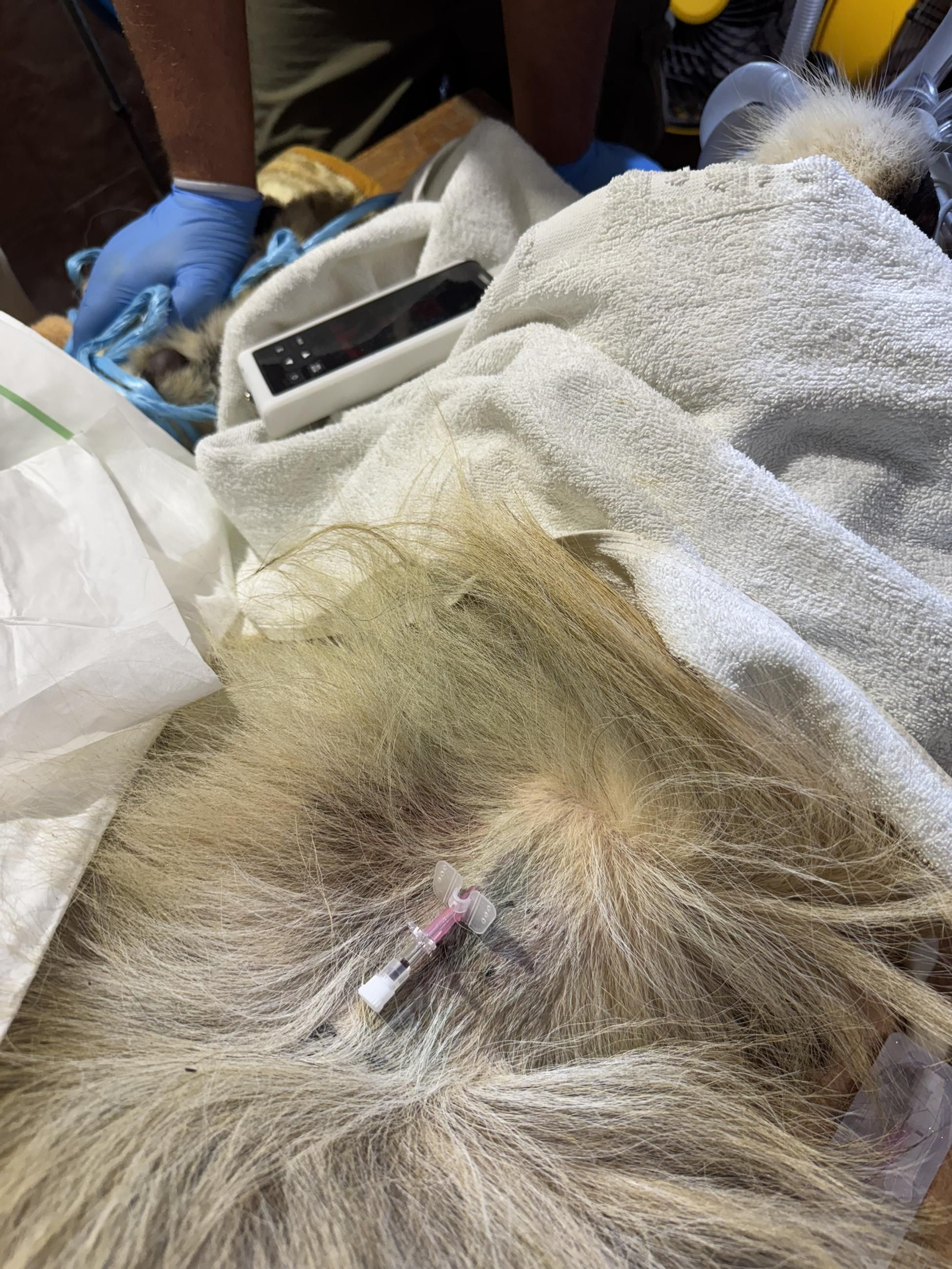 Así es Amaru, el león que ha sobrevido a una grave operación en Tabernas