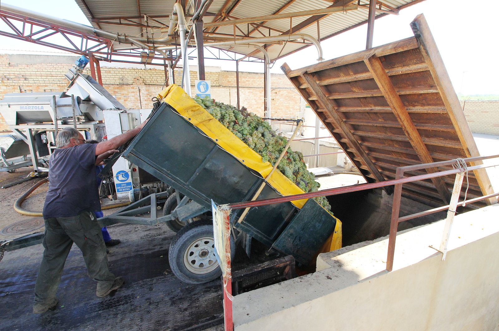 Imágenes de la vendimia en el Condado de Huelva.