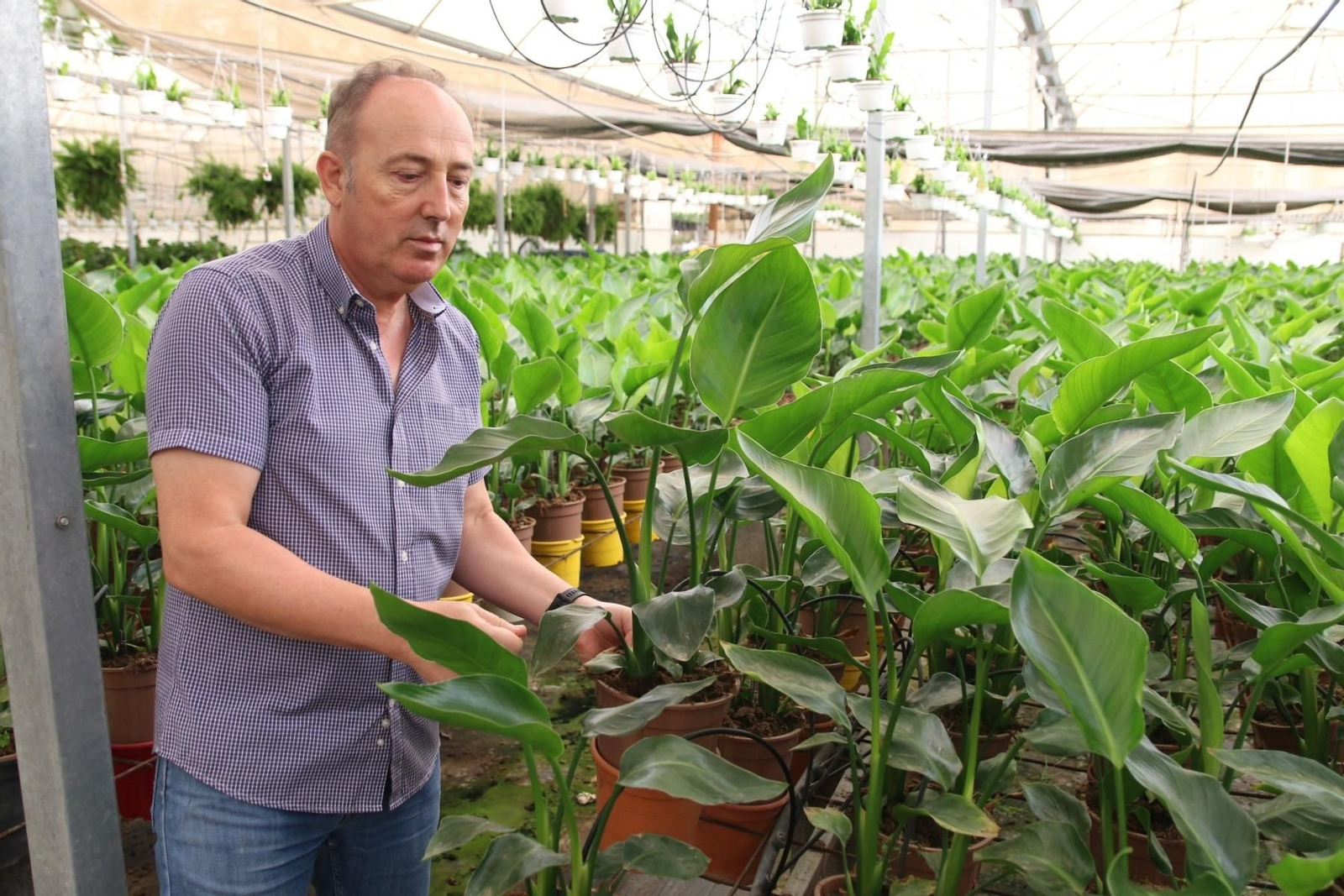 Imágenes de la venta de planta planta ornamental y flor cortada de Vícar