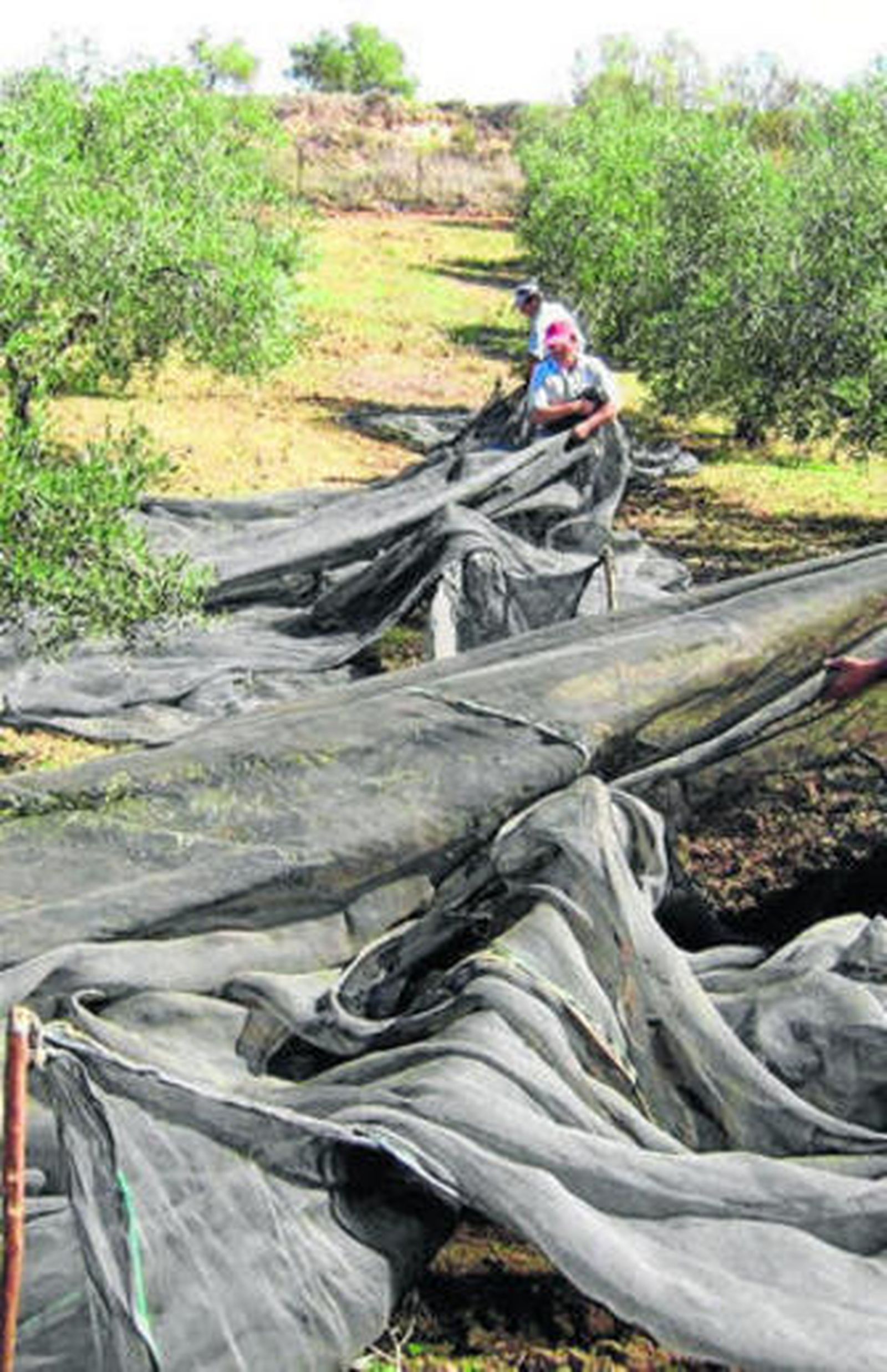 La Xylella fastidiosa no tiene cura, ataca a los vasos por donde circula la savia.