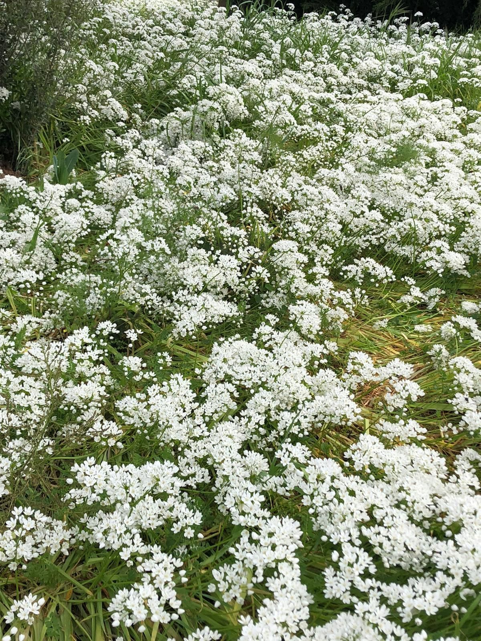 Las fotografías de la primavera en la Campiña de Córdoba