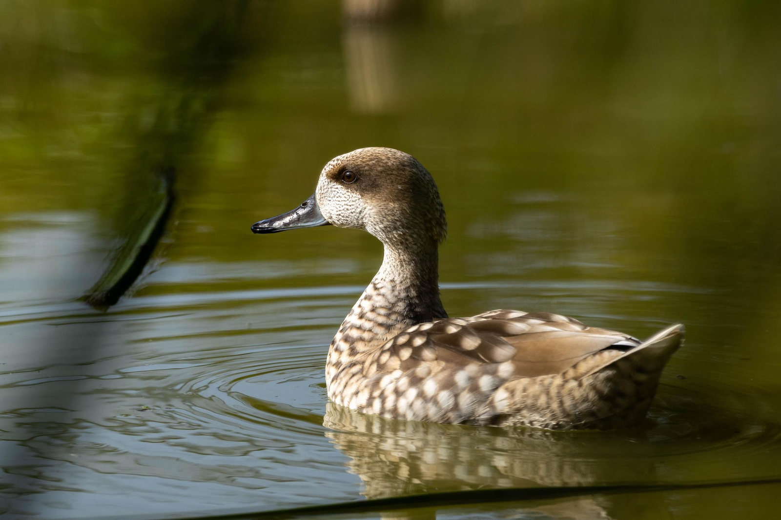 Un ejemplar de cerceta pardilla, una especie de reproducción tardía en Andalucía-
