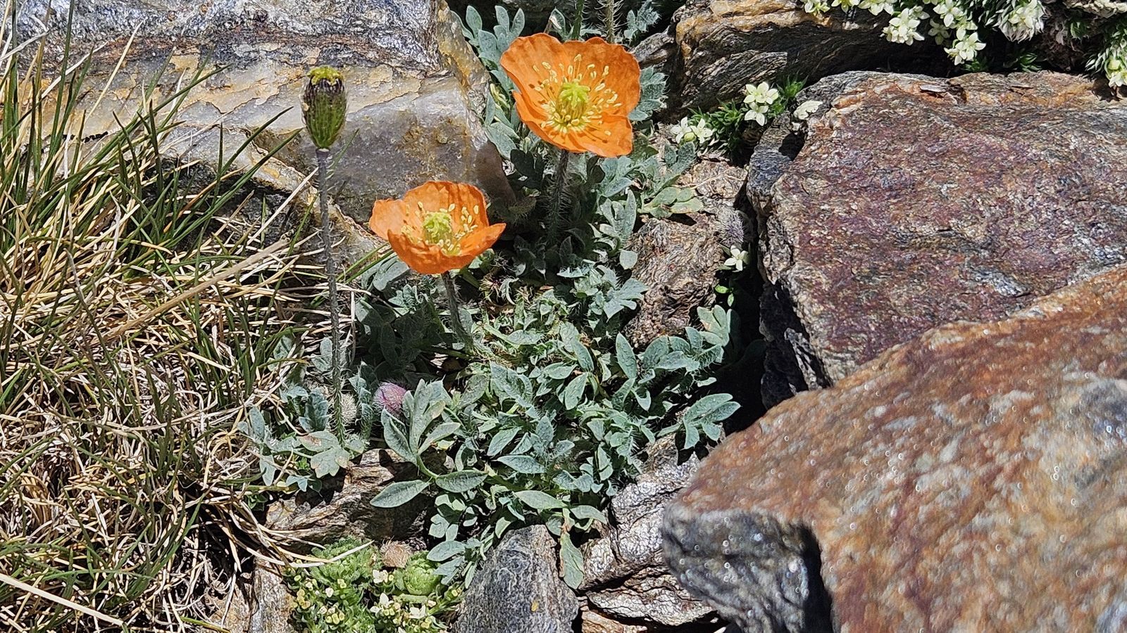 Papaver lapeyrousianum