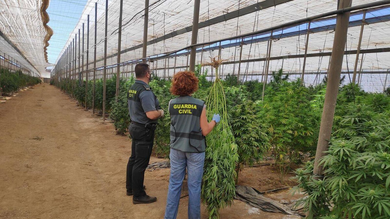 Agentes de la Guardia Civil inspeccionan cultivos.