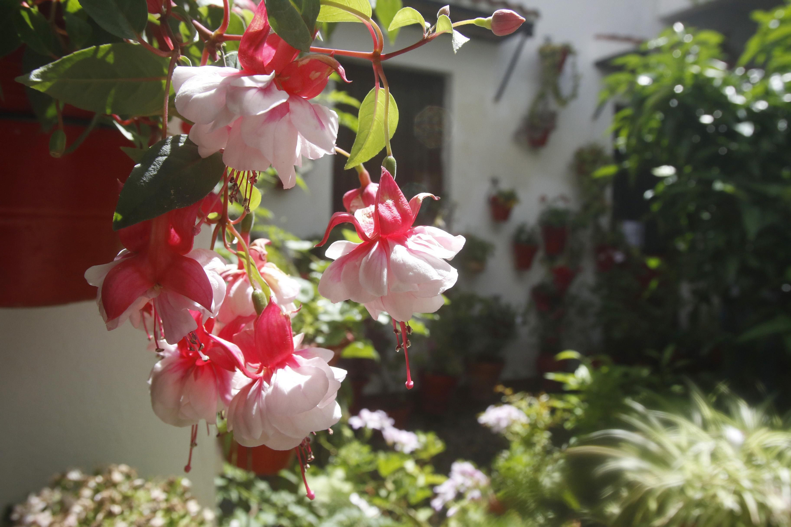 Ruta San Lorenzo de los Patios de Córdoba, en imágenes