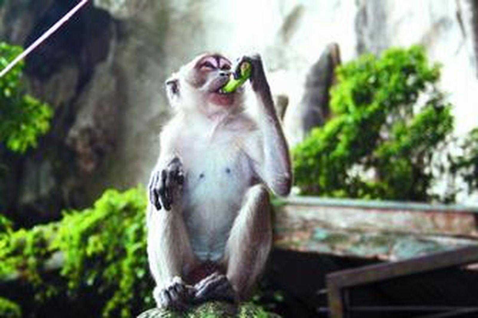 Un macaco de cola larga en Batu Caves (Kuala Lumpur).