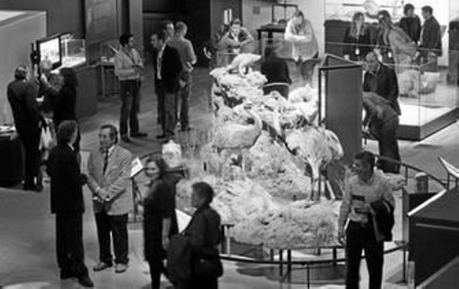 1. Una panorámica de la exposición donde se puede ver la sección 'Darwin joven', con una escenografía de los animales y plantas que vio en las Galápagos y Argentina 2. Páramo explica a autoridades del Consorcio del Parque los detalles de la reconstrucción de Darwin joven 3. Una visitante llama la atención de una de las iguanas. 4. Reconstrucción del Beagle.