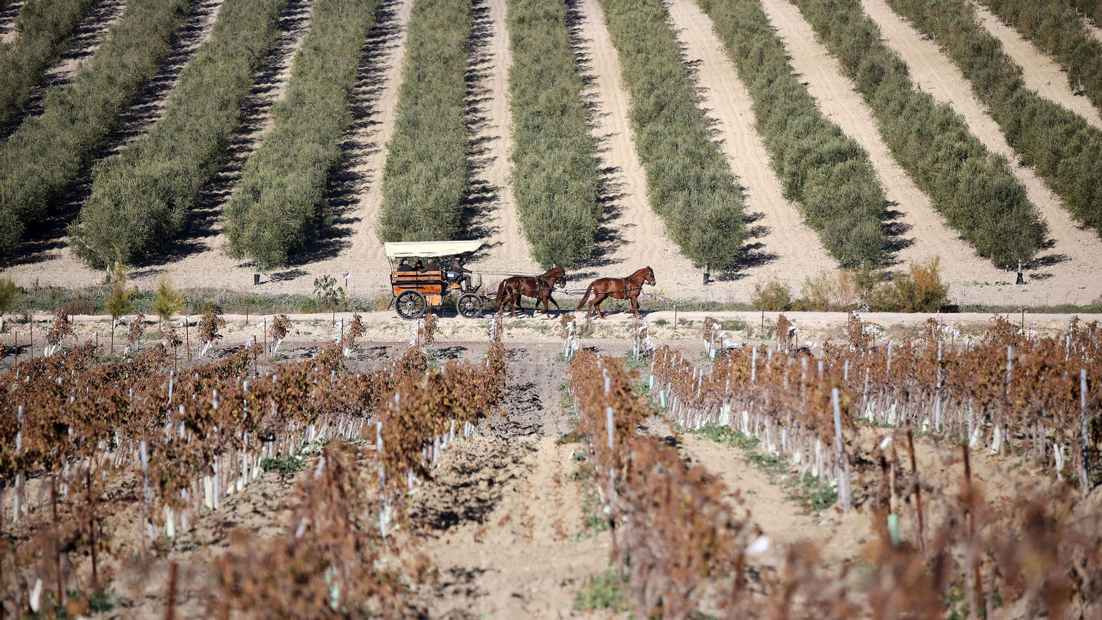 II Ruta Viñas de Jerez
