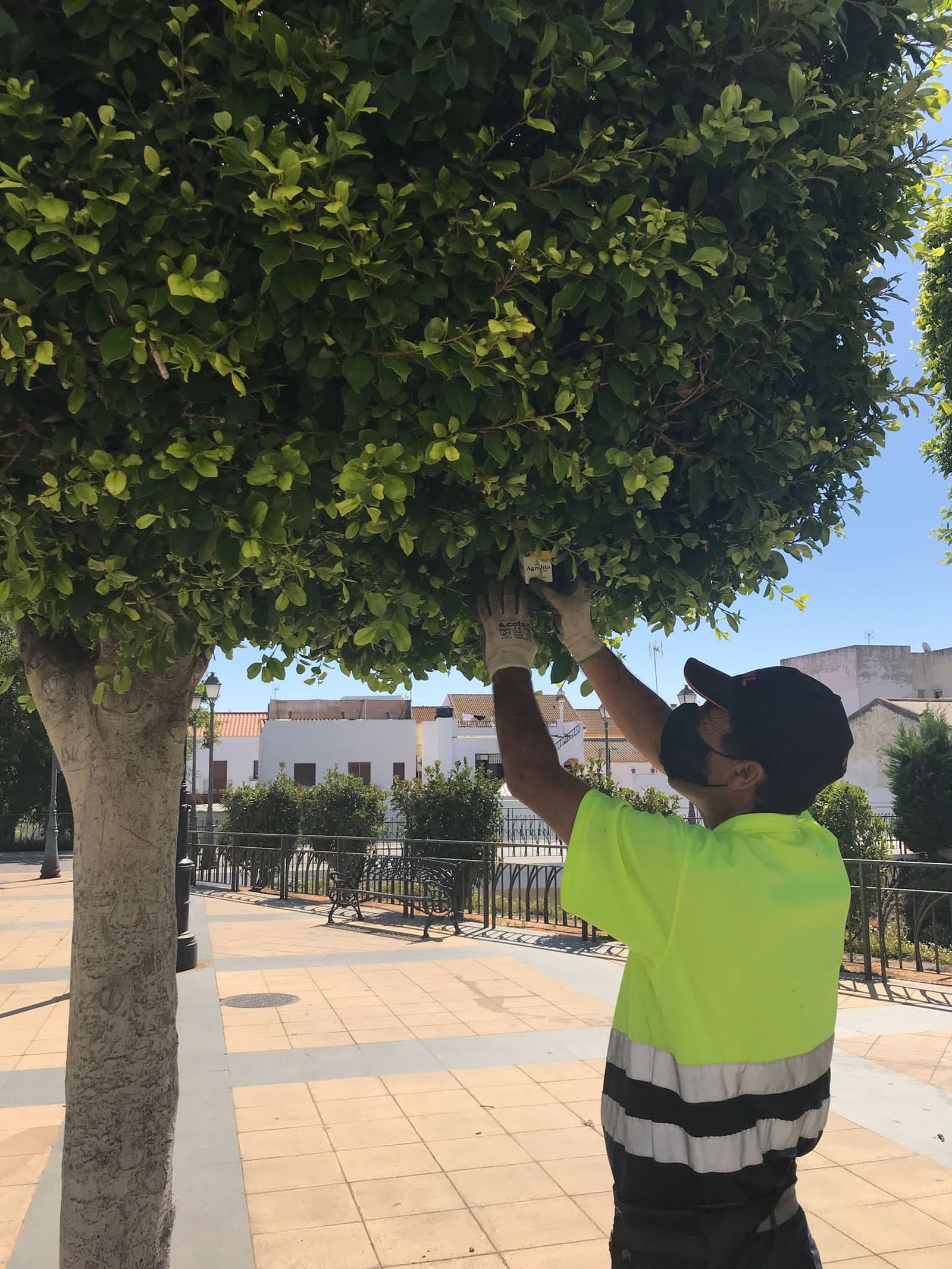 Control de plagas en Lepe