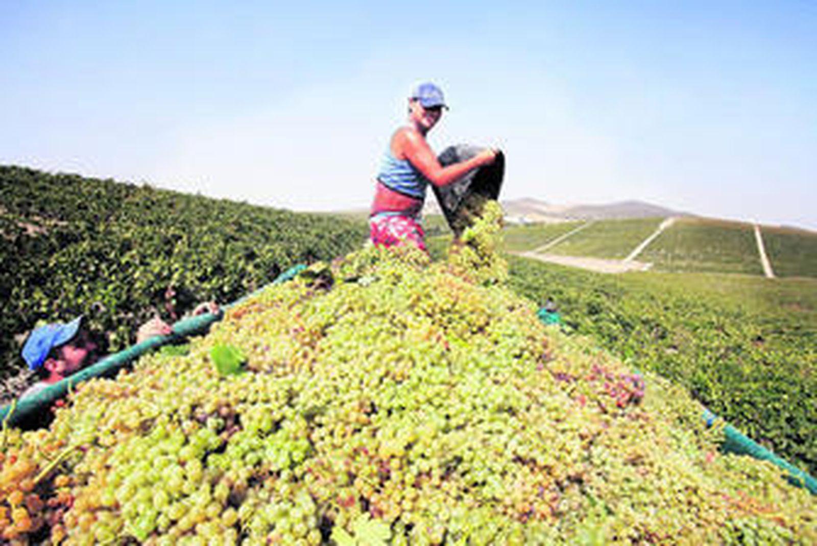 Las uvas del calor para Barbadillo